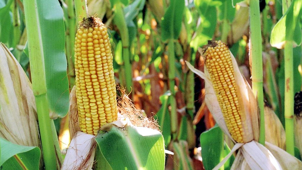 Image of a corn field