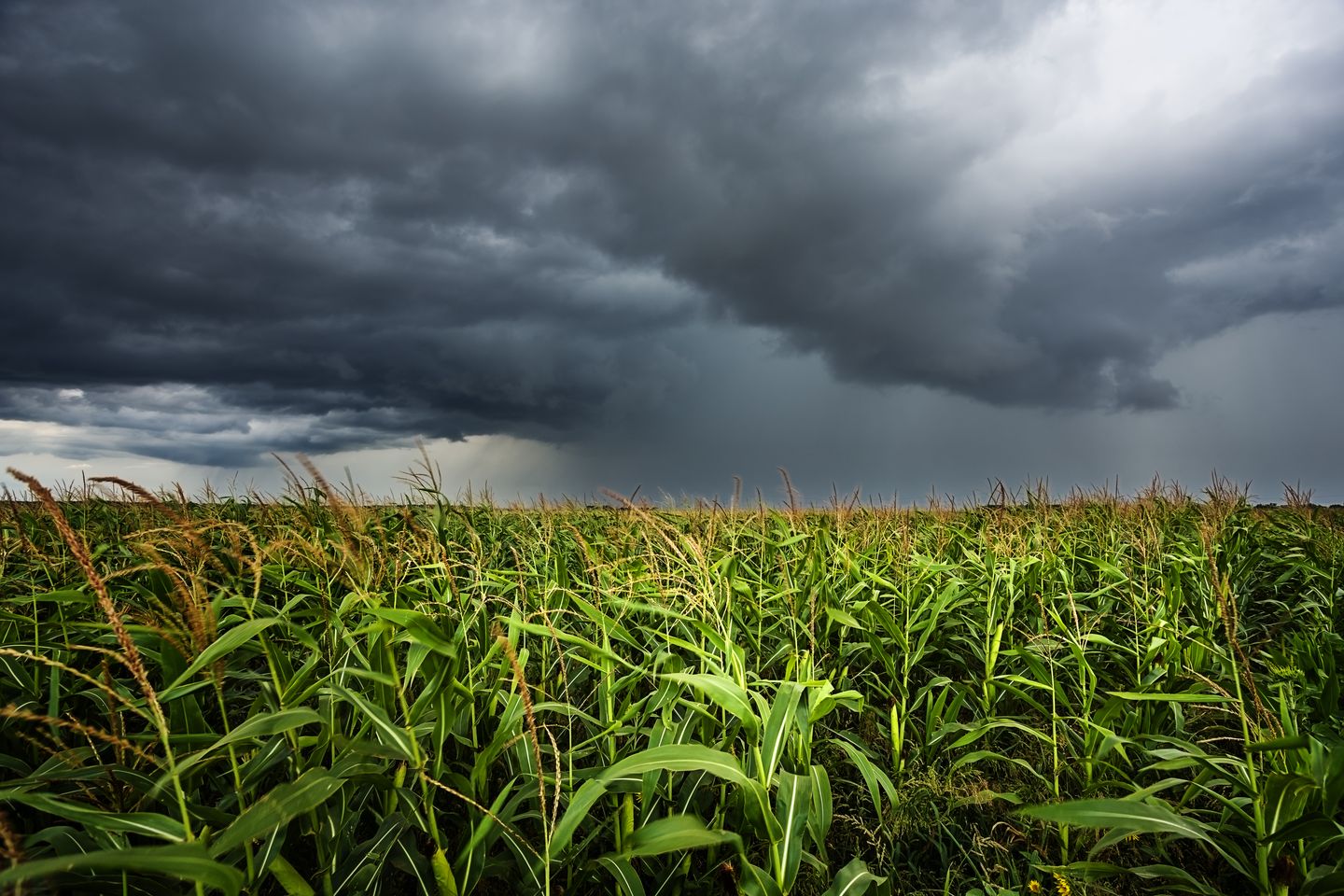 Crop Hail, and Wind Insurance