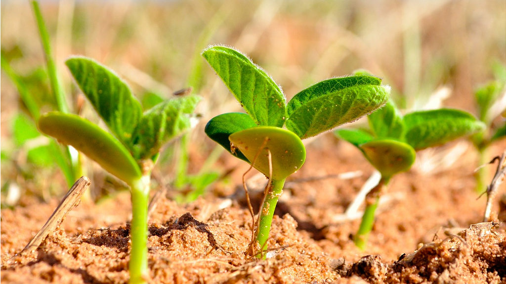 Image of a corn field
